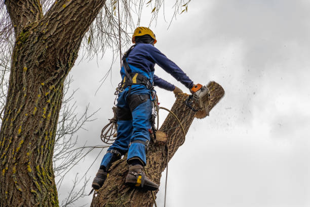 Best Arborist Consultation Services  in Troy, NC