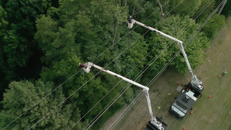 Best Tree Health Inspection  in Troy, NC