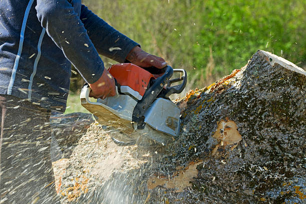 Best Palm Tree Trimming  in Troy, NC